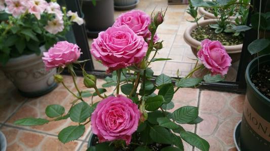 月季裸根大苗开花多， 网购挑选卖家技巧分享