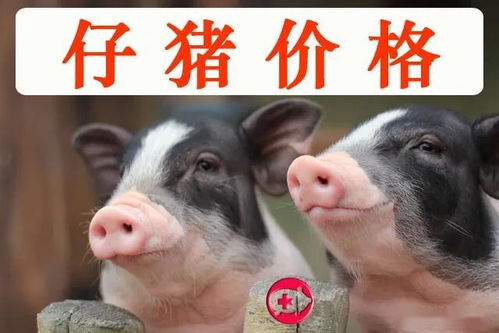 断脐仔猪，四大忌是什么