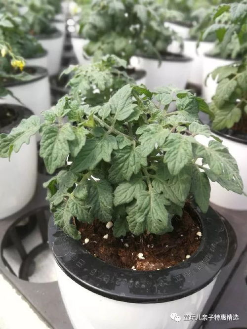 矮紫菀品种多，室内养植要点全解析