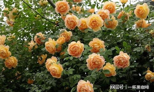 夏季月季的修剪方法和养护特点