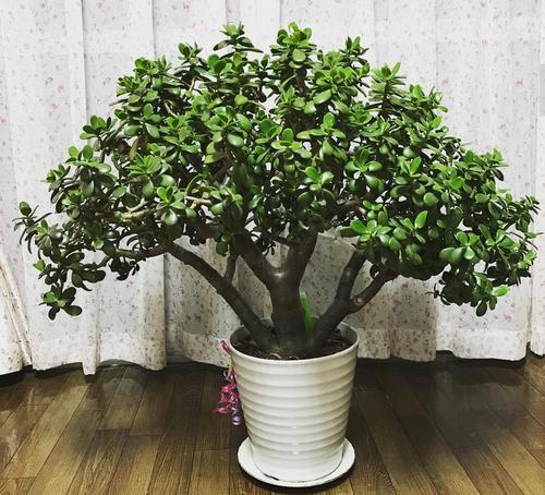 红梅和腊梅，哪个geng好养？