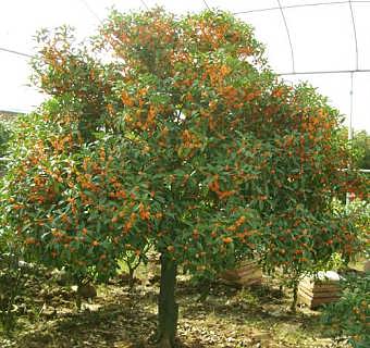 1. 桂花树，香气四溢