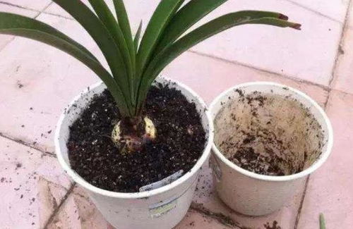 凤尾叶长寿花修剪技巧，如何让植株更繁茂