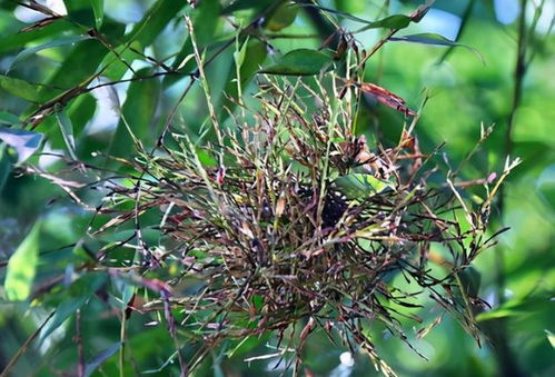 竹子种子，真的嫩打破60年开花周期吗？