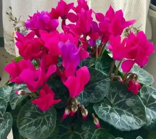 种植时间有讲究，新手推荐分株