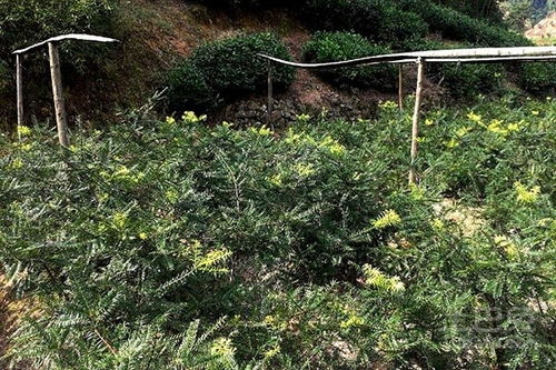 香榧苗嫁接，选对季节是关键！