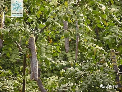 三大坑货拖慢发芽进度