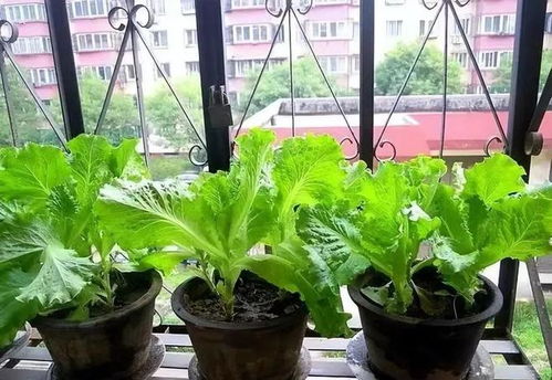 大家好， 应菜友留言，让介绍一些不容易生虫子的蔬菜