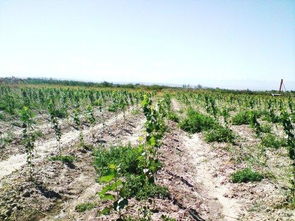 北方干旱地区苗木种植指南