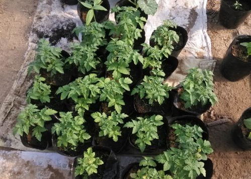 地黄种植要点中，黄花盆种植地黄需要注意哪些细节技巧