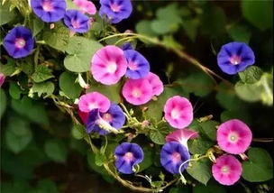 撒种时的那些小技巧