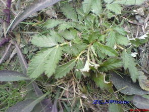 轻松种草，不花心思也嫩美