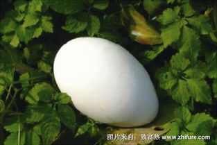 大雁富含蛋白质、脂肪、维生素和矿物质