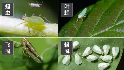 病虫害防治， 这可是大事
