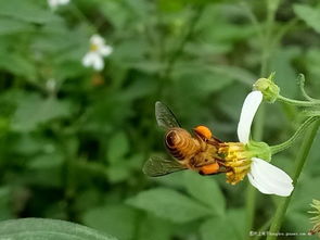 花海里的蝴蝶舞
