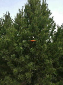 白皮松的“颜值”与“才华”