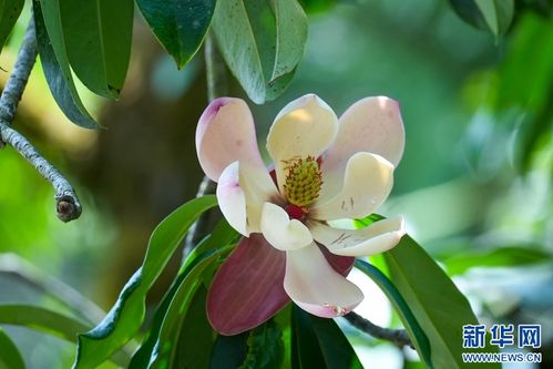 红花木莲变异了吗？为什么开白花