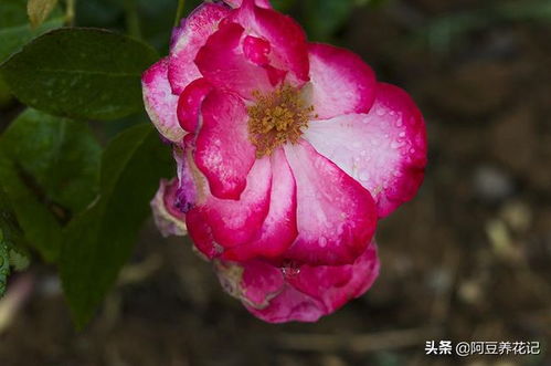 营养钵苗的问题