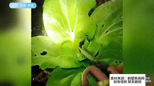 自制农药的简单方法