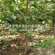樱桃苗嫁接的最佳时间是什么时候？