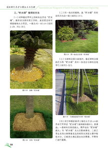 园林设计专业毕业后园林绿化科管理职责具体包括哪些方面？