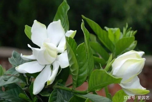 栀子花花朵掉落之谜：土壤、水分、光照还是病虫害？