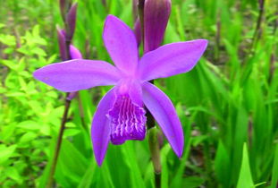 龙胆花：紫蓝色的小小花朵