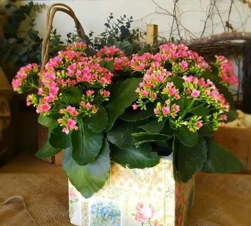 向日葵：追逐阳光，热爱生活