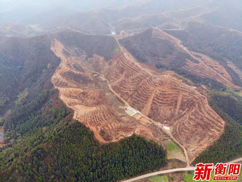 中国最大茶油生产基地：文山广南茶油树苗子，联系方式一览！
