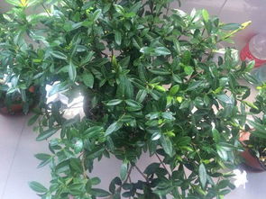 视频教学，学会了你就是养花高手