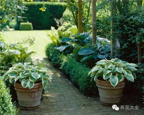 2. 非洲堇：小巧玲珑的绿意