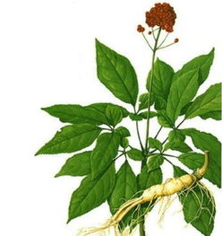 人参种植最适合使用什么类型的肥料