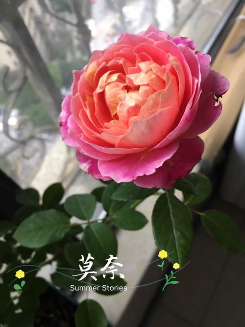 室内种植的注意事项