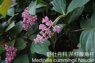 郑州九月哪些开花植物耐堪？