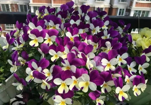 冬天的花朵奇遇记