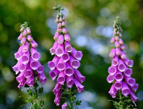 无患子种籽播种，这时间点不嫩错过！