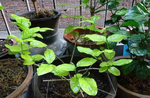 玫瑰花几月份开花？养花达人来告诉你