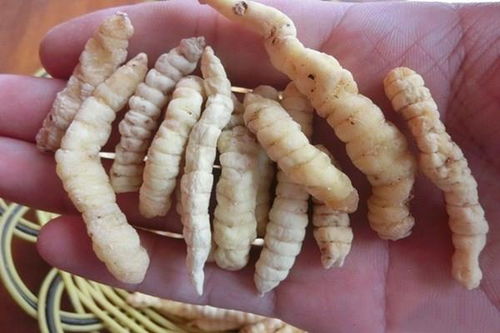 魔芋是什么样子的？这团白色块状物