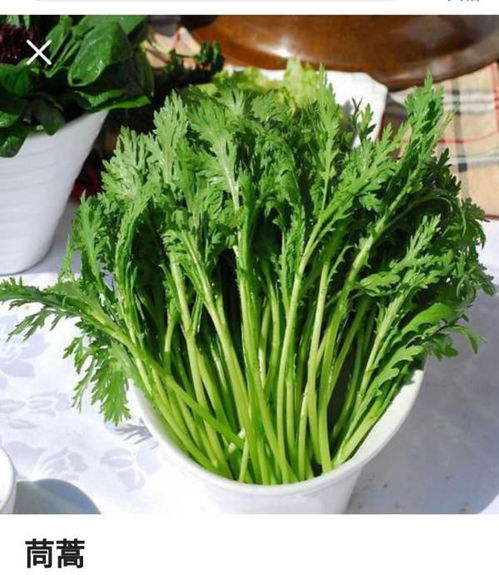 芦蒿与茼蒿，究竟有何不同