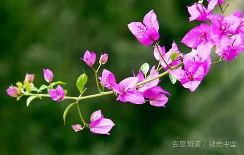 紫茉莉，为何傍晚绽放之谜