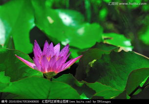 睡莲：水中仙子