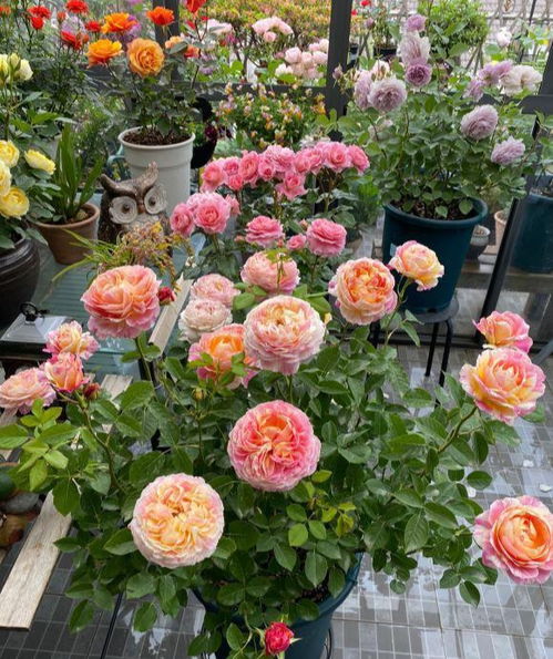 盆栽月季，夏季管理有讲究