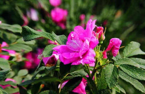 三姐妹，你分得清吗？