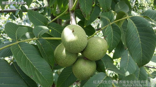 陕西延安的教训