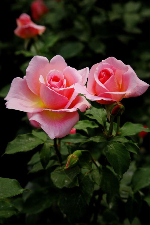 月季花的花期之谜