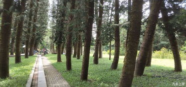 树木栽植，大自然与我们的亲密接触