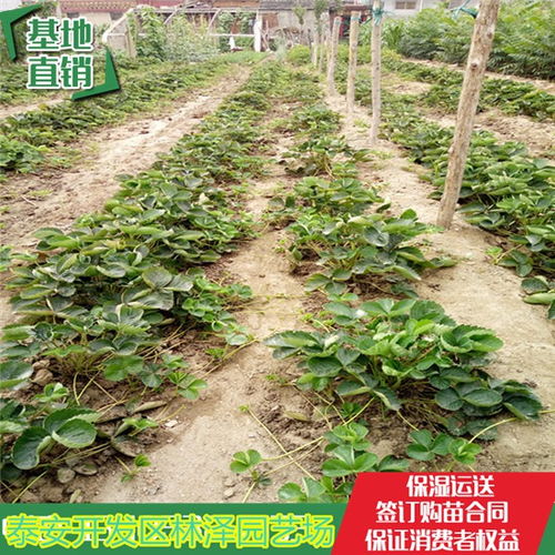 草莓苗批发价格表哪里有？实时更新价格查询