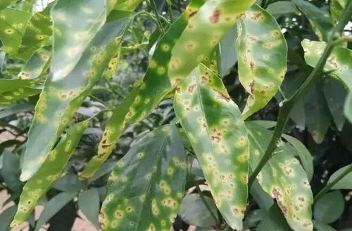 失误案例：四川攀枝花芒果园