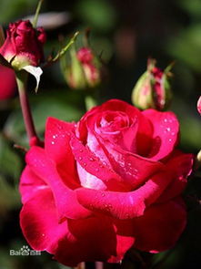 种植玫瑰花的地域选择