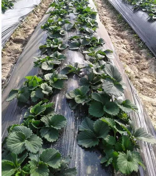 菊花田除草，哪种农药Zui有效？